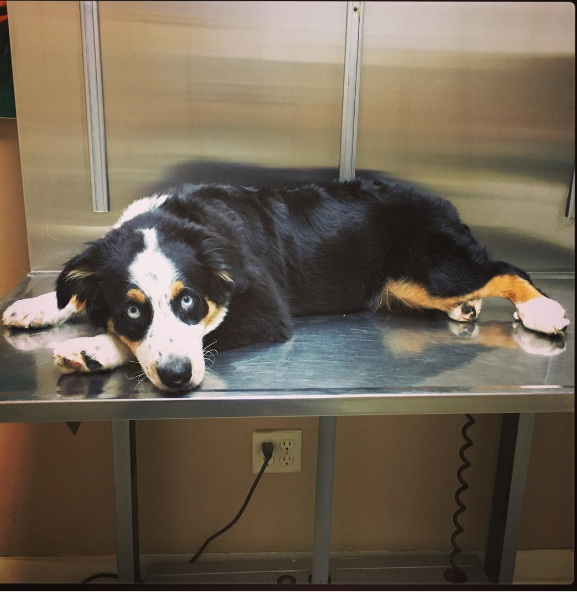 Illustration de l'article : 5 problèmes de santé de votre chien que vous pouvez prévenir avant d'aller chez le vétérinaire !
